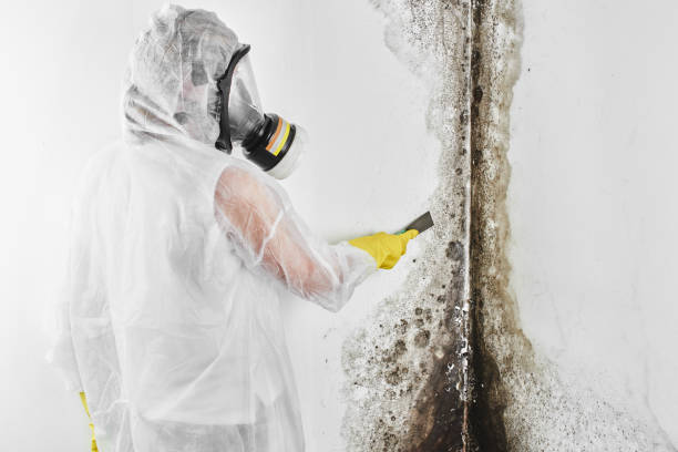 Best Attic Mold Remediation in West Hill, OH