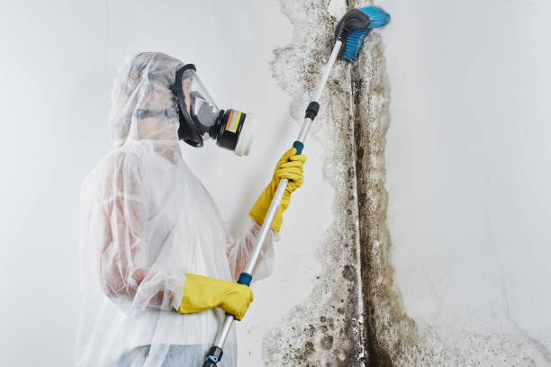 Best Industrial Mold Remediation in West Hill, OH