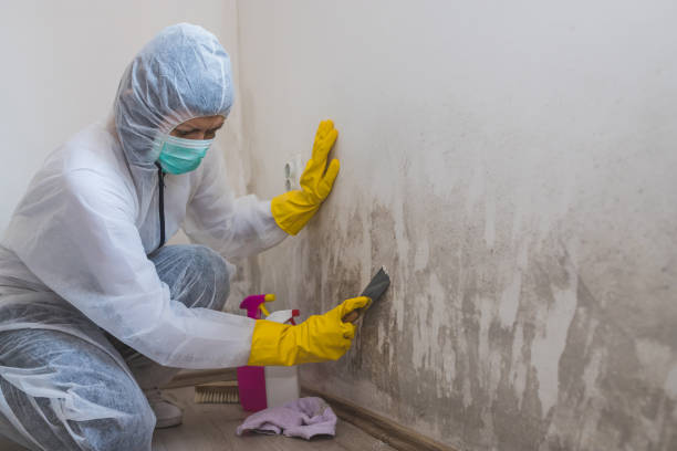 Best Basement Mold Remediation in West Hill, OH