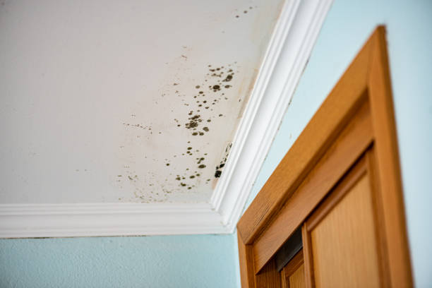 Best Bathroom Mold Remediation in West Hill, OH