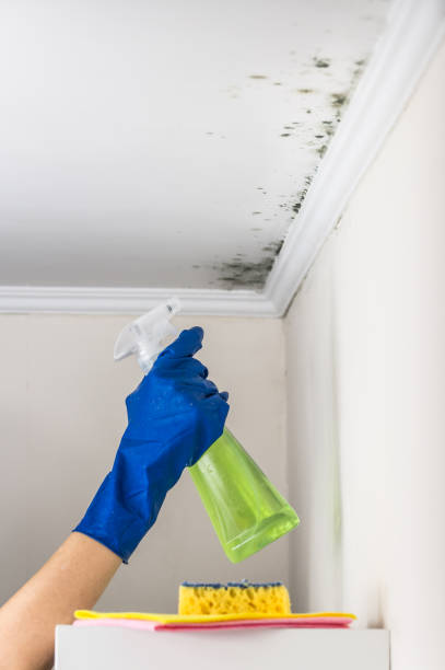 Best Residential Mold Remediation in West Hill, OH